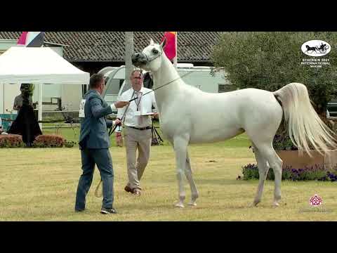 N 210 D FANNANAH   Strohen 2021 International B Show   Fillies 3 Years Old Class E