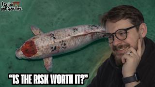 The TRUTH About the Second Hand Koi Market.