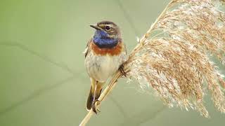 Digiscoping with Swarovski ATX 115mm Birdingscope, Digidapter and Sony