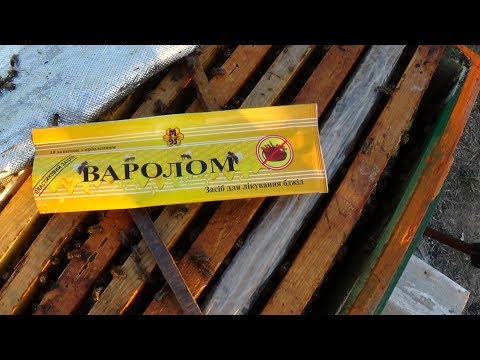 Клещ варроа и варолом на пасике