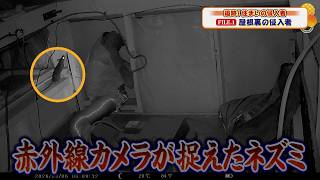 夜中の物音の正体はネズミだった…屋根裏に侵入する瞬間をカメラが捉えた【追跡！住まいの侵入者】
