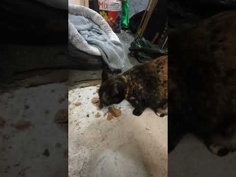 Kim's first night in the shed