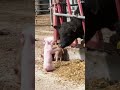 Animal World Cute Pig Video Compilation 7 Shorts Animallover Animalshorts Cuteanimals Pig