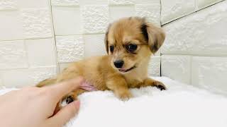 ハーフ犬の動画01