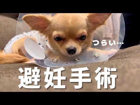 避妊手術をした犬は繁殖できるのでしょうか?