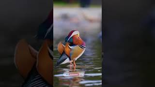 New WhatsApp Status  Video Cute Bird || WhatsApp Status || Instagram Status ||Bird Status||