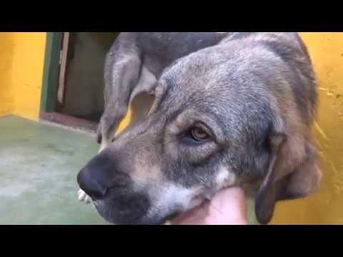 download lagu mp3 mp4 Albaonline Org Perros, download lagu Albaonline Org Perros gratis, unduh video klip Albaonline Org Perros