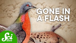 Why Billions of Passenger Pigeons Died in Under a Century