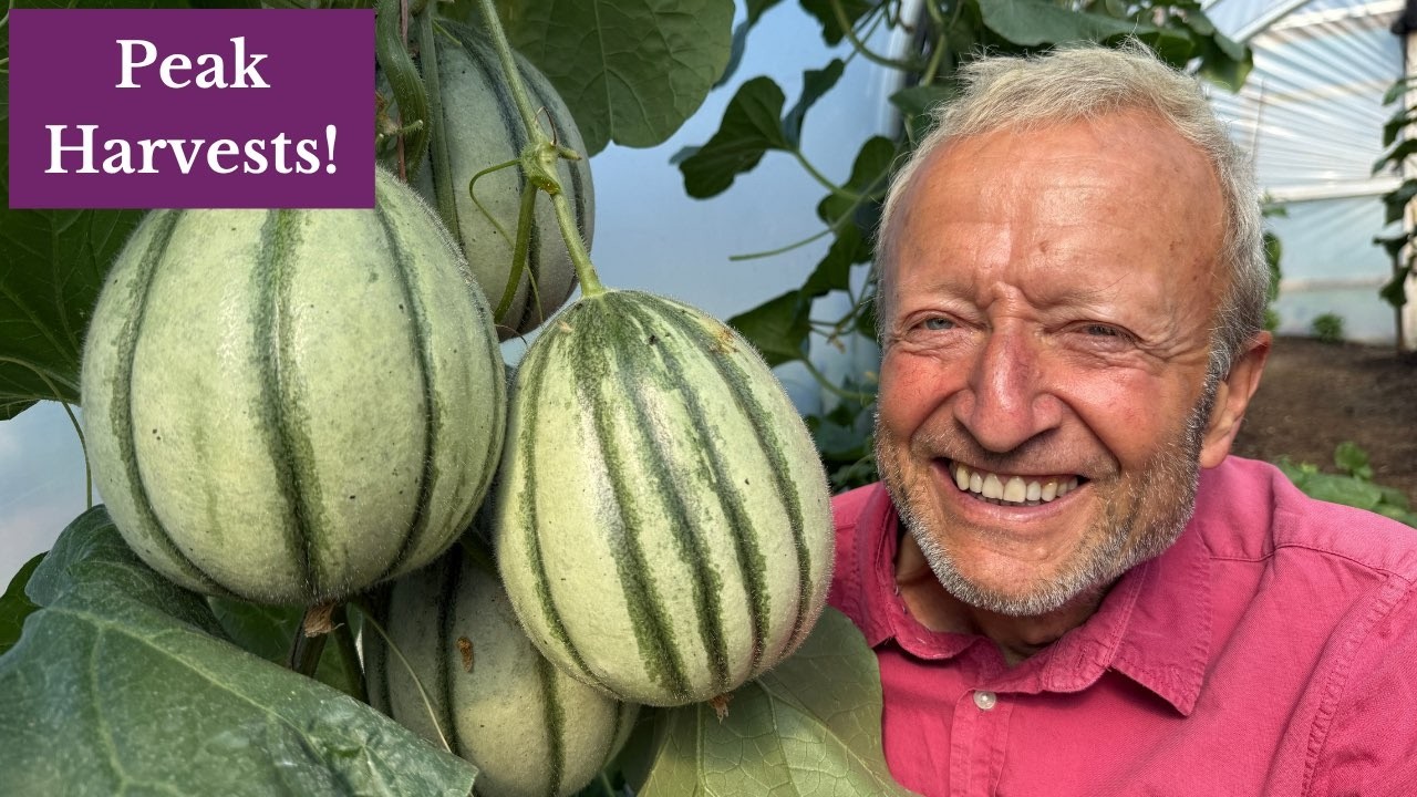 Peak Harvests in July, and New Sowings