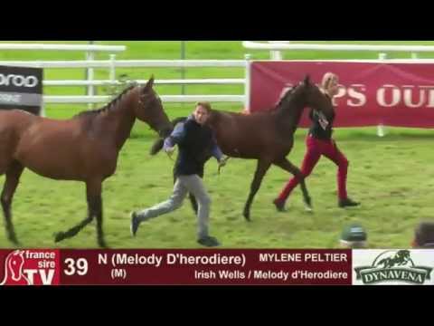 Show AQPS 2015 : lot 39 - N - M15 - Irish Wells & Melody d'Herodiere