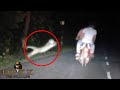 5 Tiger Encounters You Should Never Watch