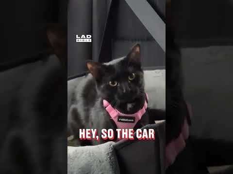 Gotta pass on the message 🤣 (🎥: ViralHog)