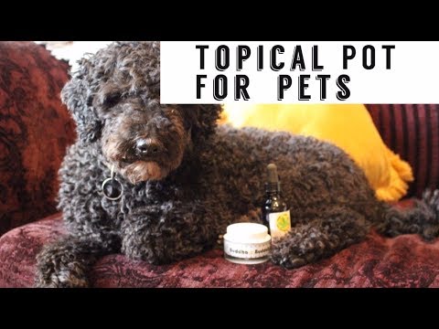 Topical Marijuana For Dogs and Cats