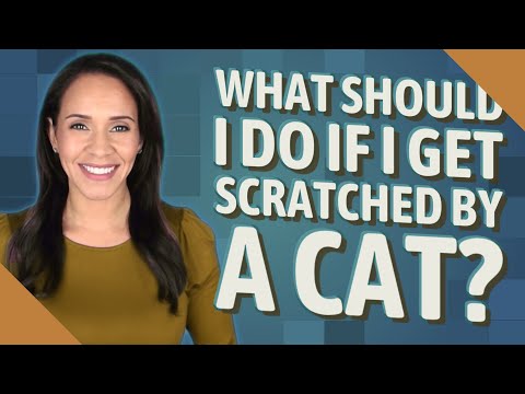What should I do if I get scratched by a cat?
