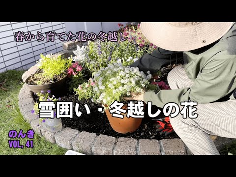 キョウチクトウを鉢や地植えで越冬するにはどうすればよいですか？寒さから守るのはいつですか？  庭園