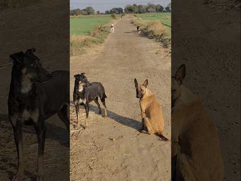 Street dog V/s Pitbull dog fight|| #pitbull #americanbully #streetdog