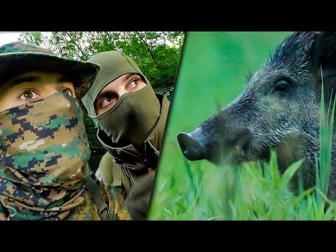APPROCHER LES SANGLIERS (ANIMALIS)