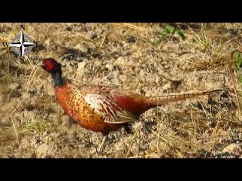 [HD] Bażanty zwyczajne, wzajemne nawoływanie samca z samicą w Lipiu k/Grójca