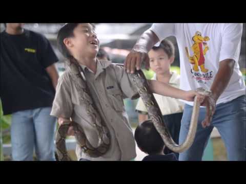 Kids Fun brave boy catch large snake by bare hand - Crocodile Farm, Sabah