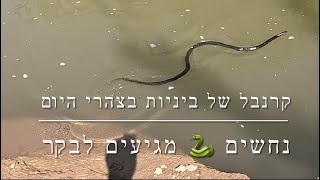 דיג - קרנבל של ביניות בצהרי היום | הנחשים מגיעים לבקר גם בנהר הירדן 2025.