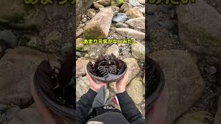 海辺で見つけた動くヘルメット