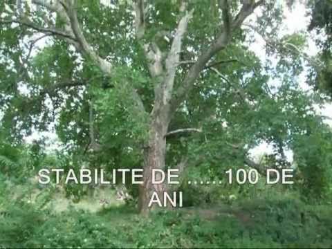 Floresti Prahova EU SI .... CALUL BALAN by Adrian