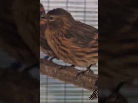 Updates on my Lesser Redpolls in davidsbirdroom