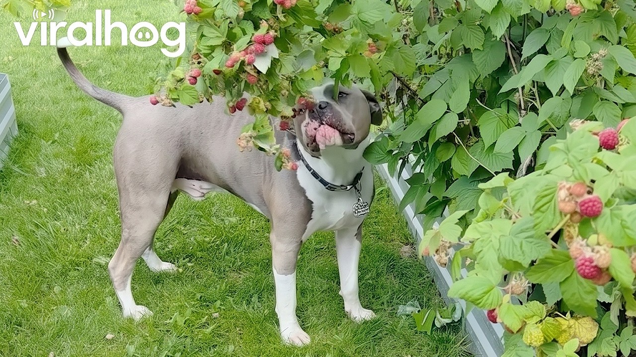 Puppies in the Raspberry Patch || ViralHog