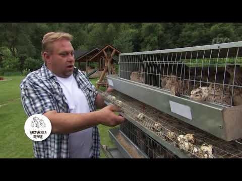 Prepelica japonská (Coturnix japonica) — chov, ustajnenie a úžitkovosť