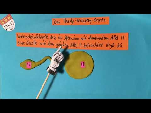 Evolution 7 Hardy, Weinberg und die Populationsgenetik