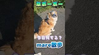 土手が草ボーボー!! mare散歩　#ボーダーコリー　#可愛い動物 #癒し系