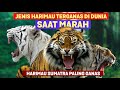 Harimau Sumatera Suaranya Paling Ganas Inilah Beda Suara 6 Spesies Harimau Ketika Marah