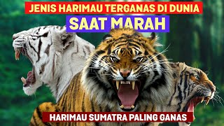 Download lagu Harimau Sumatera Suaranya Paling Ganas? Inilah Beda Suara 6 Spesies Harimau Ketika Marah mp3