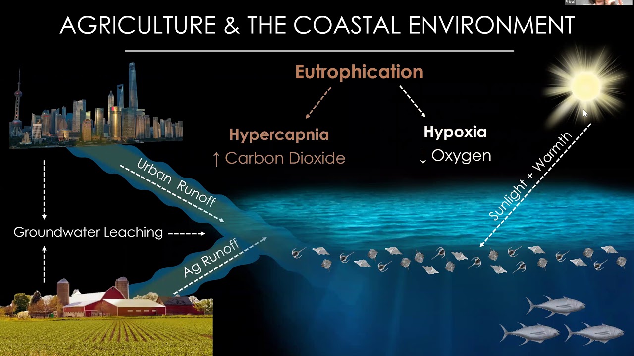 All About Ocean Acidification & Dead Zones:  Priya Shukla
