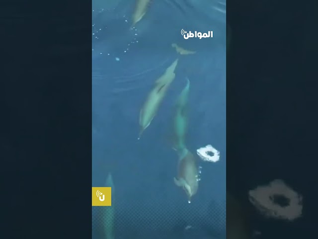 خلال رحلة بالبحر الأحمر.. صغار الدلافين تسبح مع أمهاتها