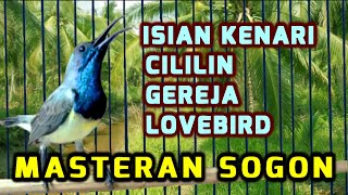 Download lagu MASTERAN SOGON ISIAN KENARI, CILILIN, LOVEBIRD, GEREJA, sogon gacor dor mp3