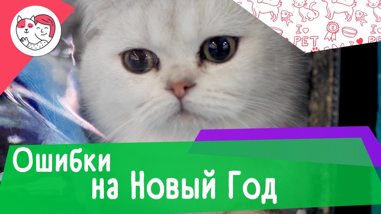 6 распространенных ошибок владельцев домашних животных в Новый Год