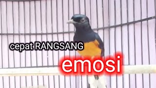Download lagu PANCINGAN MURAI TROTOL BIAR CEPAT BUKA PARUH mp3