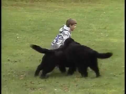 Newfoundland breed video