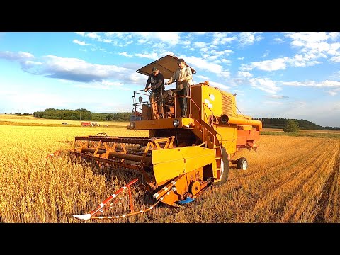 Bizon miodowy Wielka próba w fazie zasadniczych żniw