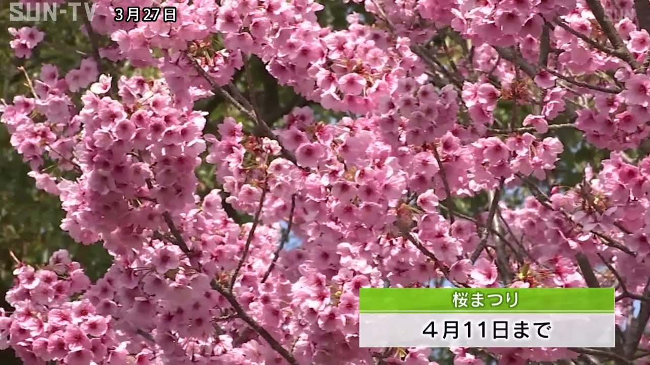 淡路島の桜の名所　県立淡路島公園