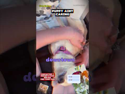 She’s the Main Character Now 🐶💅 | Dog Heard Kesha and Started Serving Looks Like It’s Fashion Week 🎵