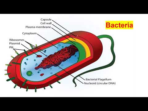 02 Bacteria shape, Structures and Function