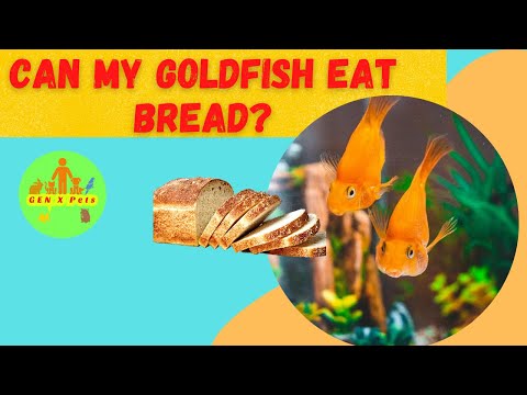 Can my Goldfish eat bread? | Goldfish and Bread - Should You Give Your Fish a Slice?