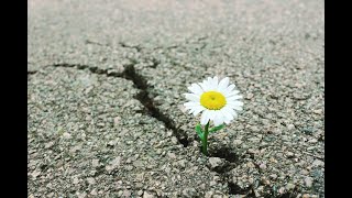 a Joni Mitchell Suite - Court &amp; Spark, Harry's House, The Reoccurring Dream, Impossible Dreamer