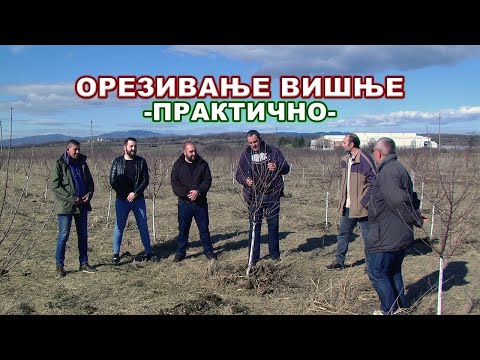Резидба вишње - практично