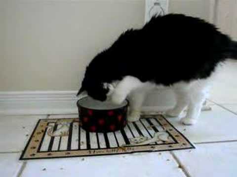 Ice in the Cats Water Bowl - YouTube