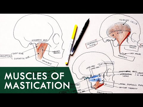 Muscles of Mastication | Anatomy Tutorial