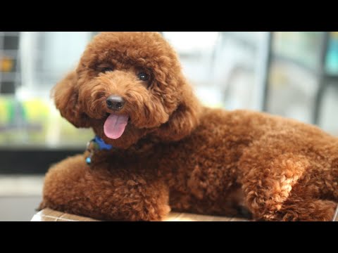 Funny Dogs and Cat | Funniest Pets | Anusha HW channel