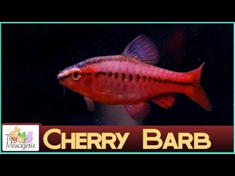 All About Cherry Barbs: A Beautiful Characterful Fish for Smaller Tanks